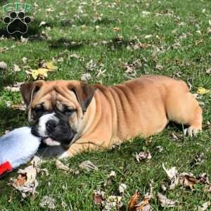 Mack, Olde English Bulldogge Puppy